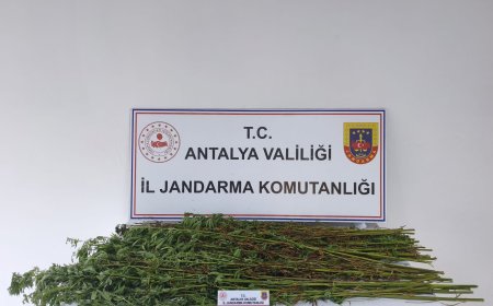 Serik’te Jandarma Operasyonu: 80 Kök Kenevir Ele Geçirildi