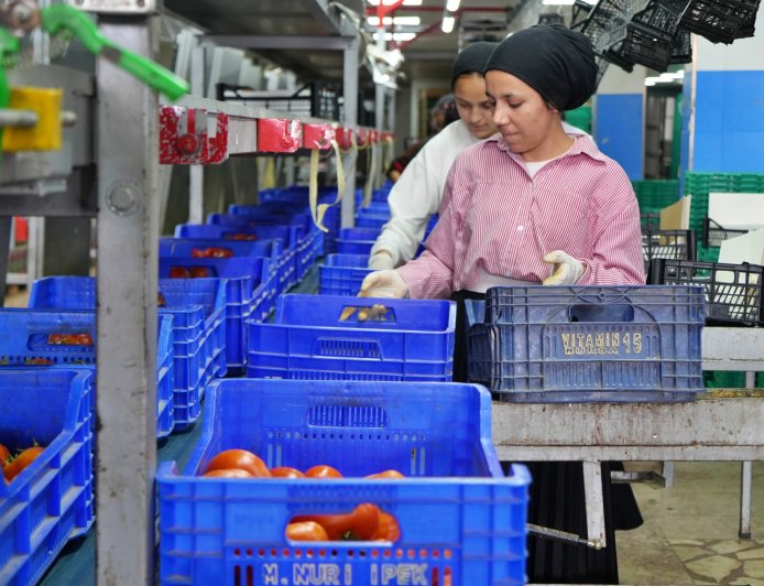 Antalya Hallerinde Domates Şoku: İşlem Miktarı Rekor Düşüşle Yüzde 56,70 Azaldı