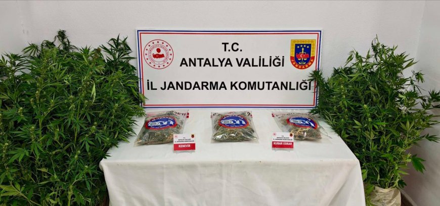 Gazipaşa’da yasadışı kenevir operasyonu: 146 kök kenevir ele geçirildi, şüpheli tutuklandı