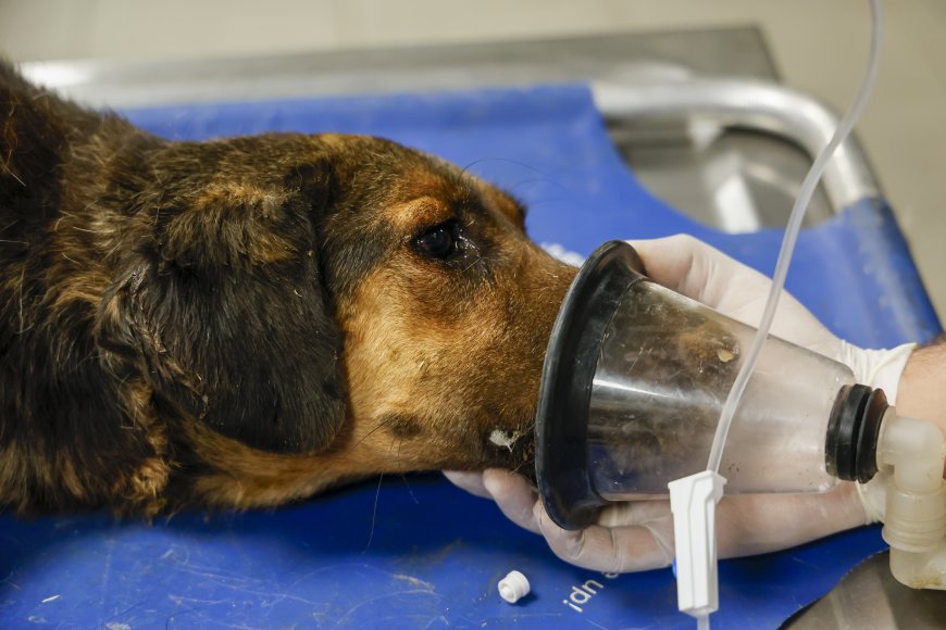 Büyükşehir Ekipleri Seferber Oldu: Yangından Etkilenen 105 Köpek Güvenli Alana Nakledildi
