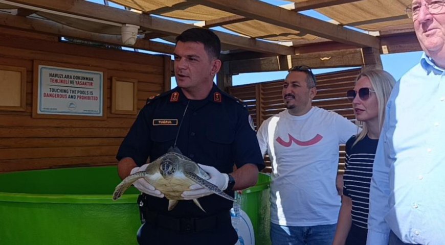 Manavgat’ta 2 yeşil deniz kaplumbağası uydu takip cihazıyla denize bırakıldı