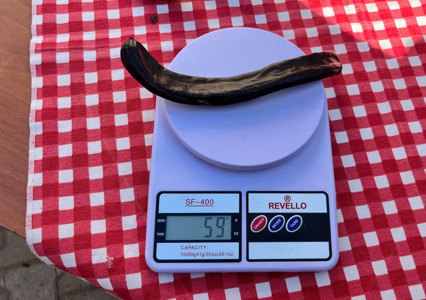 Alanya’da keçiboynuzu şenliği: En ağır keçiboynuzu 59 gram çıktı