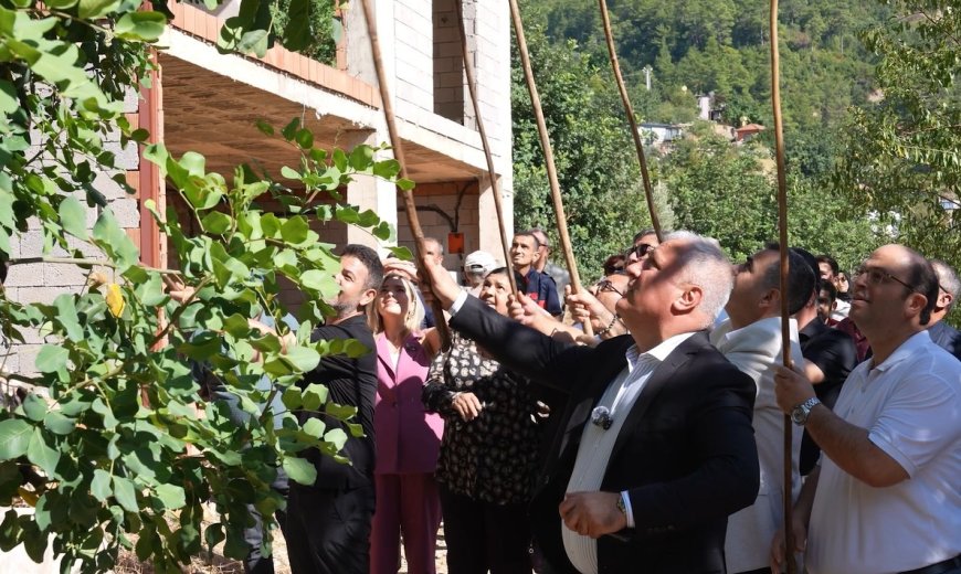 Alanya’da keçiboynuzu şenliği: En ağır keçiboynuzu 59 gram çıktı