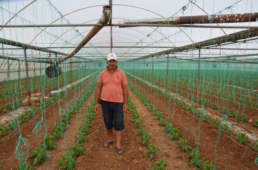 Serik’te kapya biber sezonu başladı: Üreticinin fiyat beklentisi 200 lira