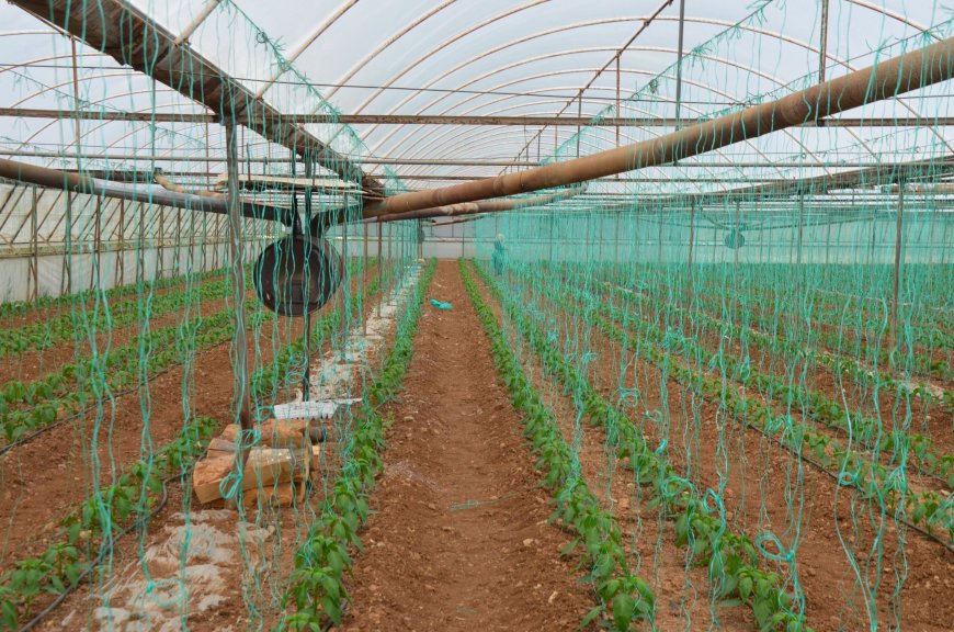 Serik’te kapya biber sezonu başladı: Üreticinin fiyat beklentisi 200 lira