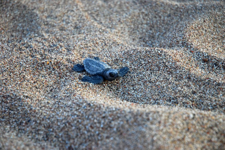 Çıralı’da caretta caretta sezonu sona erdi: 3 bin 458 yavru denizle buluştu