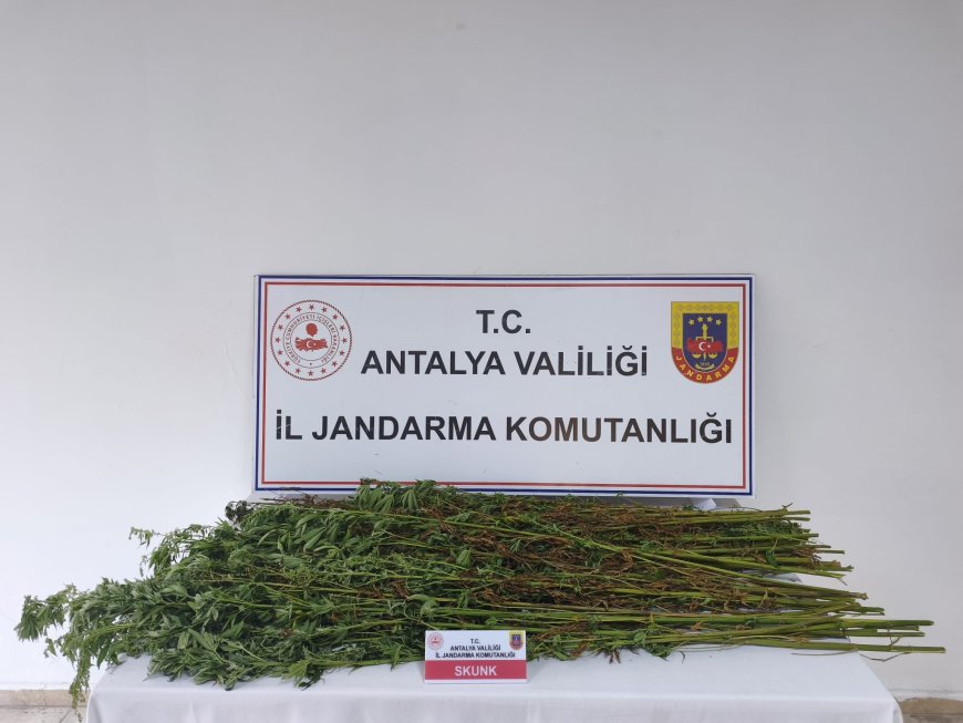 Serik’te Jandarma Operasyonu: 80 Kök Kenevir Ele Geçirildi