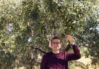 Antalya'da zeytin üretiminde yüzde 40 artış bekleniyor: Ağaçlar meyveyle doldu