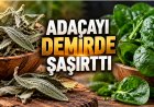 Ispanağı geride bıraktı! Adaçayının demir miktarı şaşırttı: Herkes aynı hatayı yapıyor