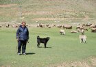 Toroslar’da Yörük göçü: Alanyalı ailelerin yayladan sahile dönüşü başladı