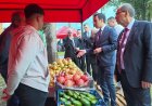 Çekirdeksiz nardan tropikal meyvelere: Gazipaşa’da festival coşkusu