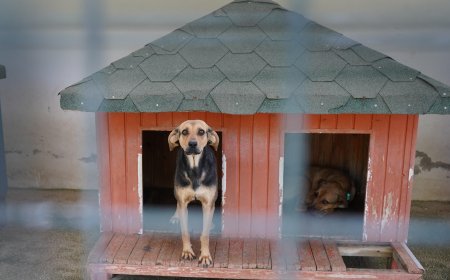 Aksu yangınından kurtarılan 19 köpekten 3’ü yuvasına kavuştu, 16’sı sahiplenilmeyi bekliyor