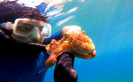 Antalya’da su altında sıra dışı dostluk: Ahtapotlar kendiliğinden yanına geliyor