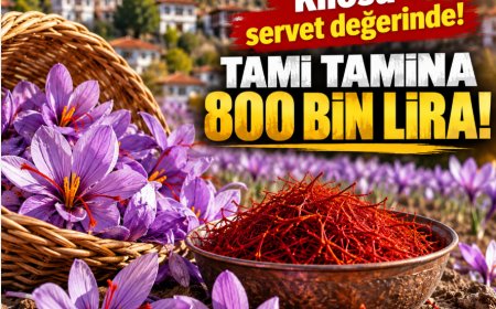 Kilosu 800 bin TL! Türkiye'nin en pahalı baharatında hasat başladı