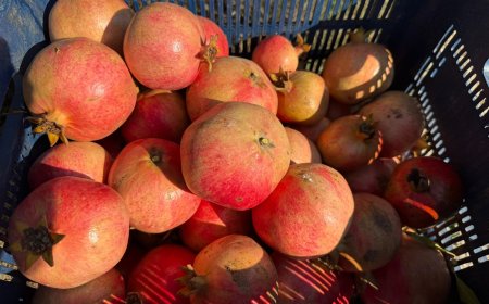 Antalya'da nar hasadı erken başladı! Tarlada fiyatlar 15 ile 30 TL arasında