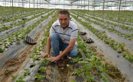Antalya'da üreticiler çileğe yöneldi! Serik'te yeni sezon başladı, hasat tarihi belli oldu
