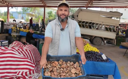 Antalya'da yağmur bereketi! Yaylalarda çıntar mantarı patladı, kilosu 300 liraya çıktı
