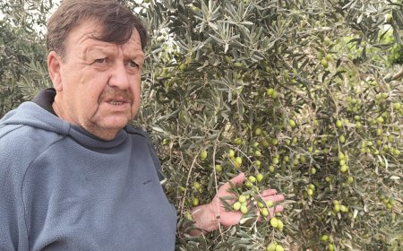 Antalya'nın coğrafi işaretli zeytini COP31'de dünyaya tanıtılacak! Yabancı misafirlere özel hediye