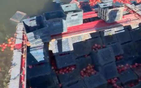 Serik'te nar yüklü kamyon kanala devrildi! Narlar suya döküldü