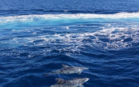 Alanya Kalesi açıklarında yunus sürüsü görüntülendi: Turistlerin ilgi odağı oldu