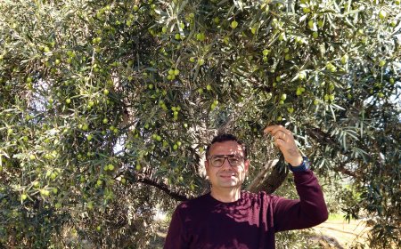 Antalya'da zeytin üretiminde yüzde 40 artış bekleniyor: Ağaçlar meyveyle doldu