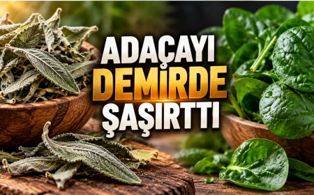 Ispanağı geride bıraktı! Adaçayının demir miktarı şaşırttı: Herkes aynı hatayı yapıyor