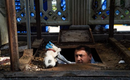 Konyaaltı’nda konteyner altında kalan yavru kedi kurtarıldı