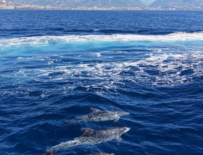 Alanya Kalesi açıklarında yunus sürüsü görüntülendi: Turistlerin ilgi odağı oldu