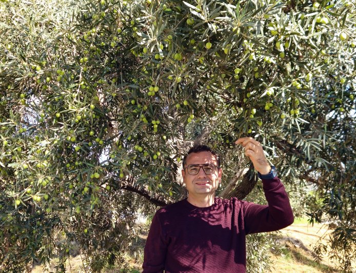 Antalya'da zeytin üretiminde yüzde 40 artış bekleniyor: Ağaçlar meyveyle doldu