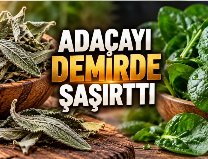 Ispanağı geride bıraktı! Adaçayının demir miktarı şaşırttı: Herkes aynı hatayı yapıyor