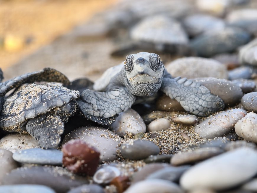 Antalya'daki IAC 2026'nın maskotu belli oldu: Caretta caretta