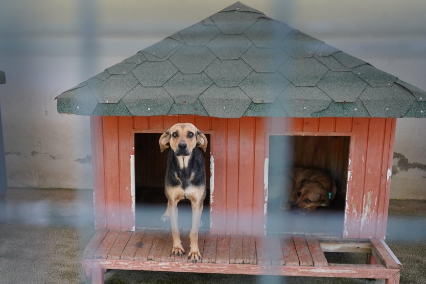 Aksu yangınından kurtarılan 19 köpekten 3’ü yuvasına kavuştu, 16’sı sahiplenilmeyi bekliyor