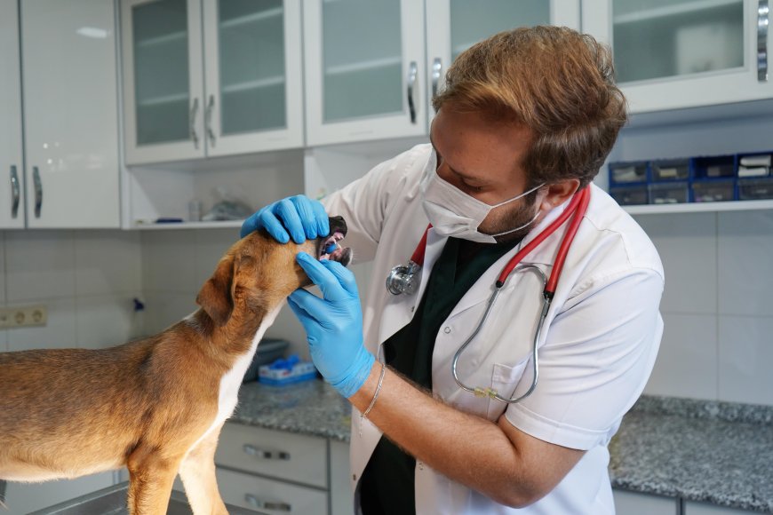 Aksu yangınından kurtarılan 19 köpekten 3’ü yuvasına kavuştu, 16’sı sahiplenilmeyi bekliyor