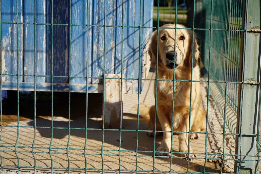 Aksu yangınından kurtarılan 19 köpekten 3’ü yuvasına kavuştu, 16’sı sahiplenilmeyi bekliyor