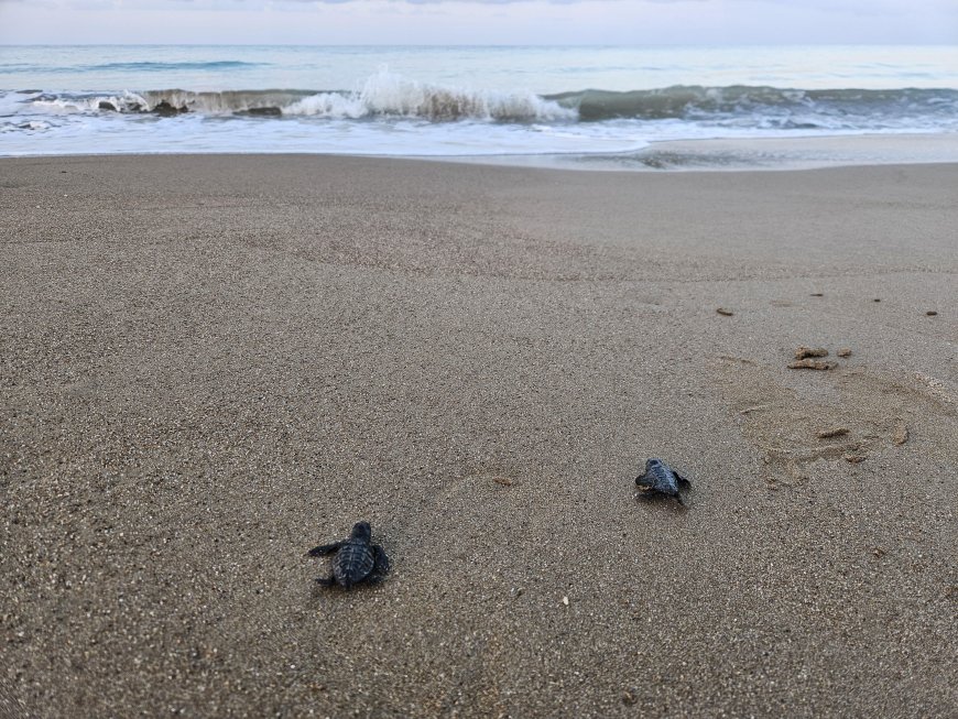 Antalya’da caretta caretta sezonu: Belek’te 2 bin 600 yuva tespit edildi, 100 binden fazla yavru denize ulaştı