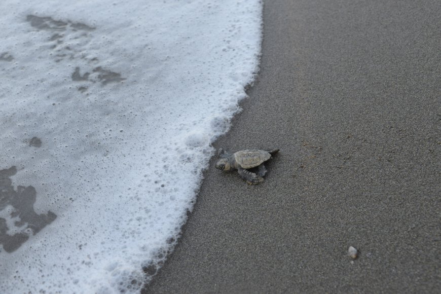Antalya’da caretta caretta sezonu: Belek’te 2 bin 600 yuva tespit edildi, 100 binden fazla yavru denize ulaştı
