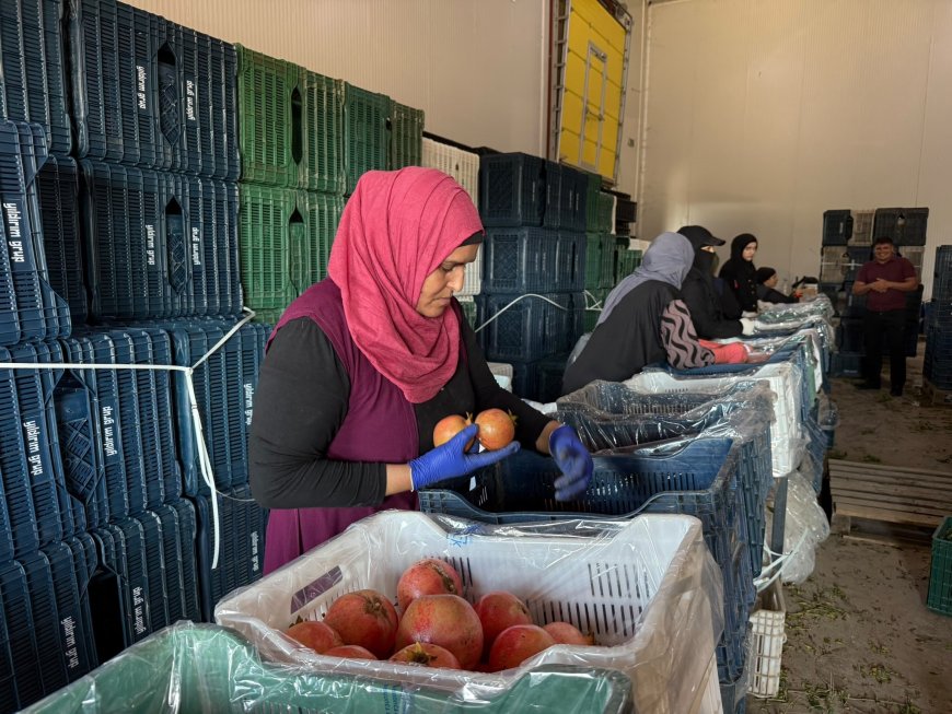 Antalya'da nar hasadı erken başladı! Tarlada fiyatlar 15 ile 30 TL arasında
