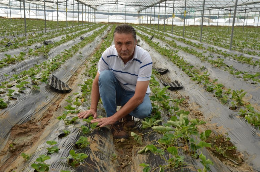 Antalya'da üreticiler çileğe yöneldi! Serik'te yeni sezon başladı, hasat tarihi belli oldu