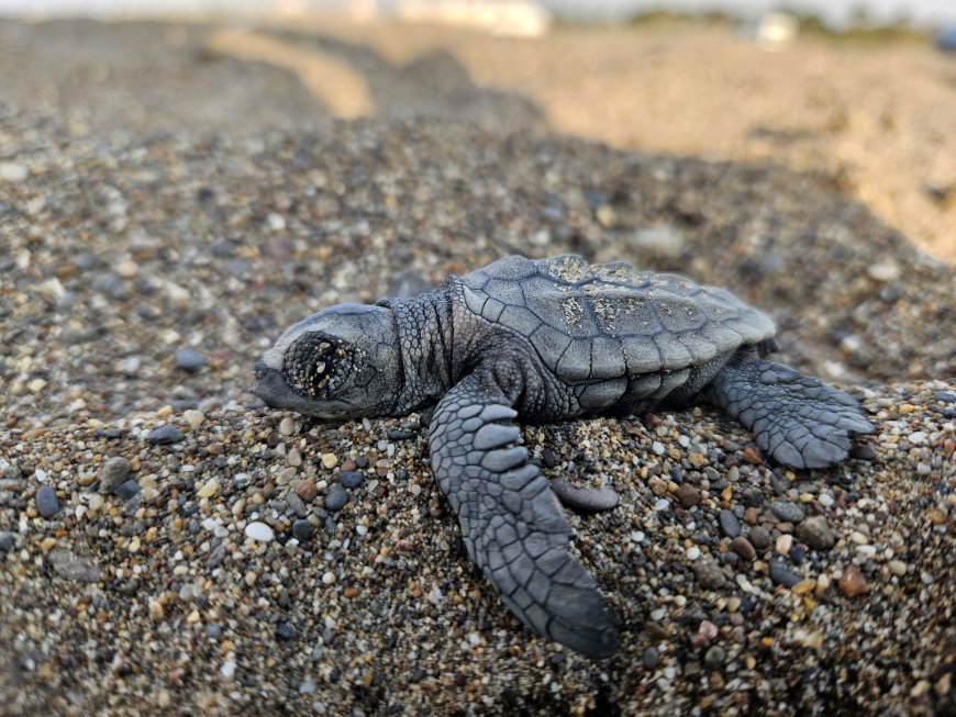 Antalya'da caretta carettaların yuvalama sahili yine çöplüğe döndü! Kumköy'de kirlilik bitmiyor
