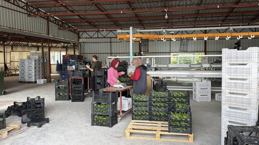 Antalya'dan Gürcistan'a avokado ihracatı! 70 bin meyve, 20 tonu aşkın sevkiyat