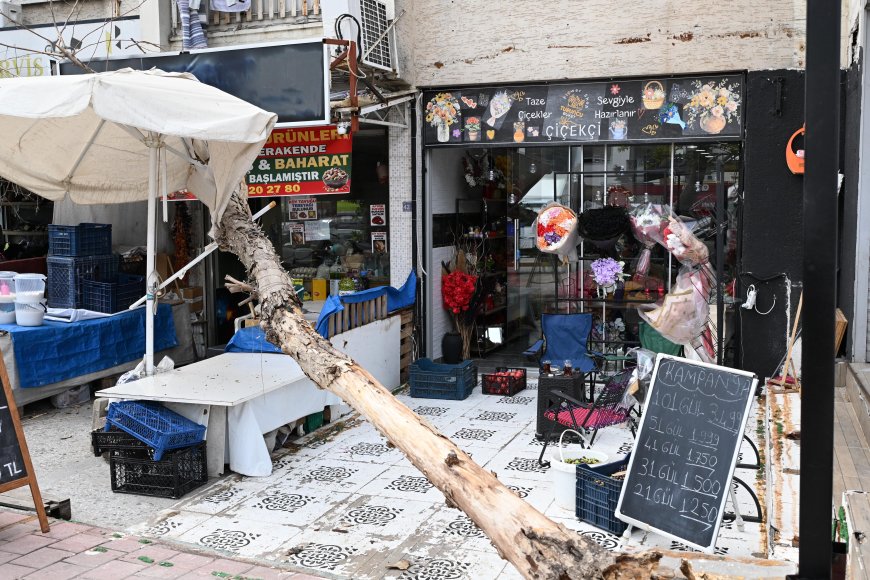 Antalya'da faciadan dönüldü! İş yerlerinin üzerine devrilen ağaçtan şemsiye kurtardı