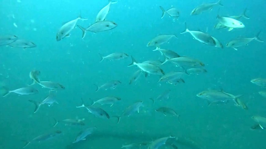 WWF'den dünya için kritik uyarı! Yaban hayatı popülasyonları 52 yılda yüzde 73 azaldı