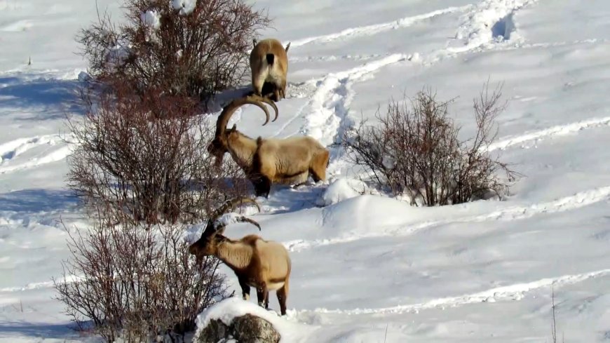 WWF'den dünya için kritik uyarı! Yaban hayatı popülasyonları 52 yılda yüzde 73 azaldı