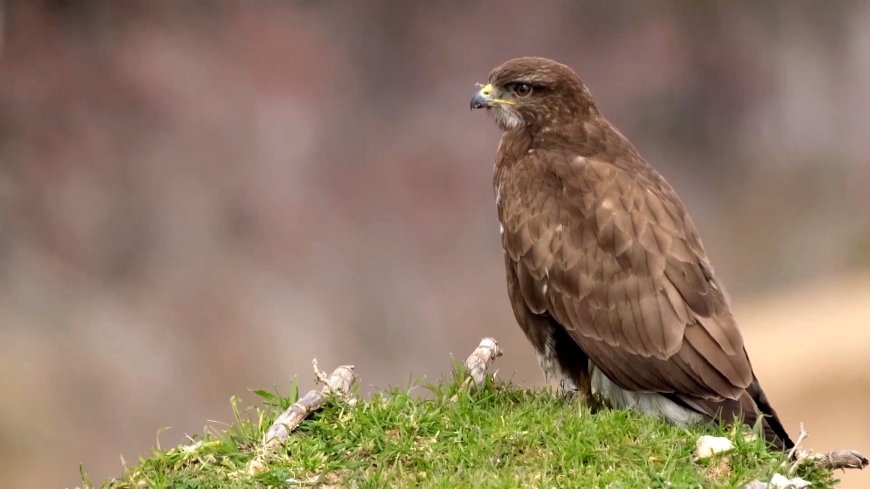 WWF'den dünya için kritik uyarı! Yaban hayatı popülasyonları 52 yılda yüzde 73 azaldı