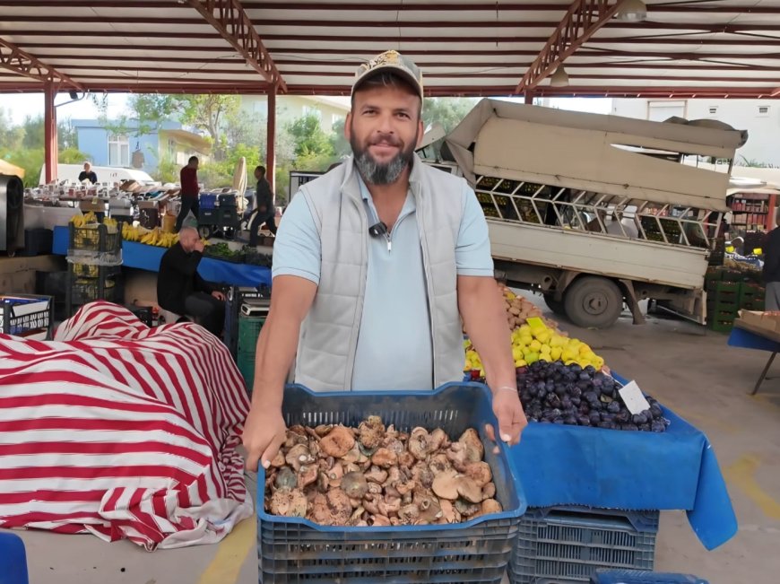 Antalya'da yağmur bereketi! Yaylalarda çıntar mantarı patladı, kilosu 300 liraya çıktı