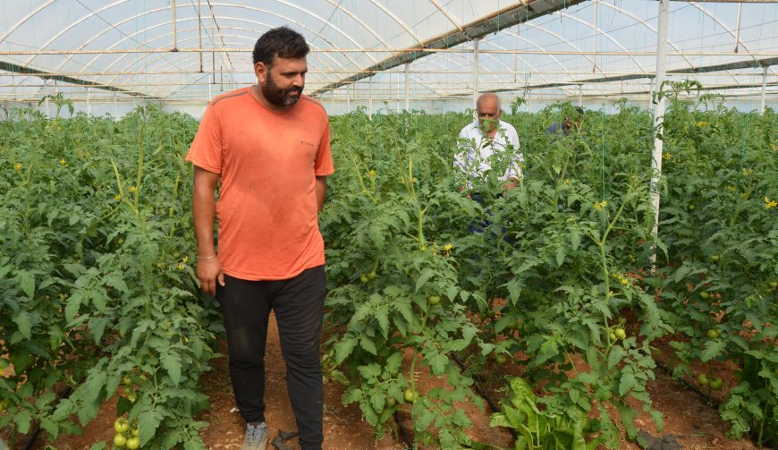 Antalya'da domates üreticileri hasat için gün sayıyor! Gözler kasım ayına çevrildi