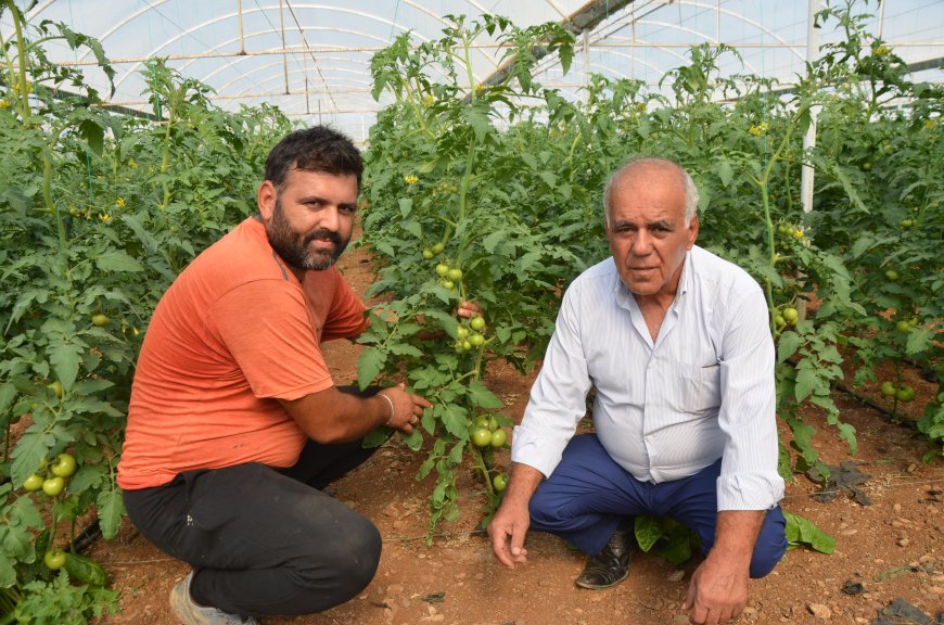 Antalya'da domates üreticileri hasat için gün sayıyor! Gözler kasım ayına çevrildi