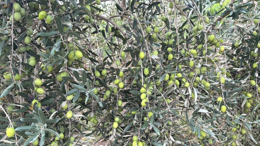 Antalya'nın coğrafi işaretli zeytini COP31'de dünyaya tanıtılacak! Yabancı misafirlere özel hediye