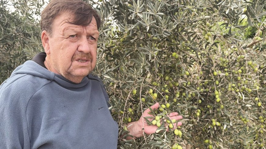 Antalya'nın coğrafi işaretli zeytini COP31'de dünyaya tanıtılacak! Yabancı misafirlere özel hediye