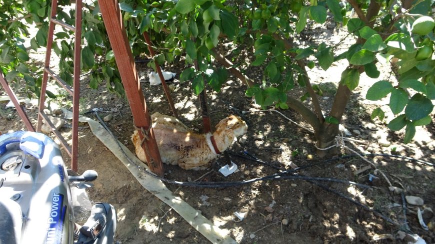 Manavgat'ta aynı ahırda ikinci yangın! 5 hayvan telef oldu, 1400 balya saman yandı